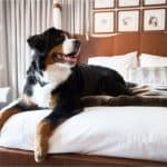 Dogs in Hotel