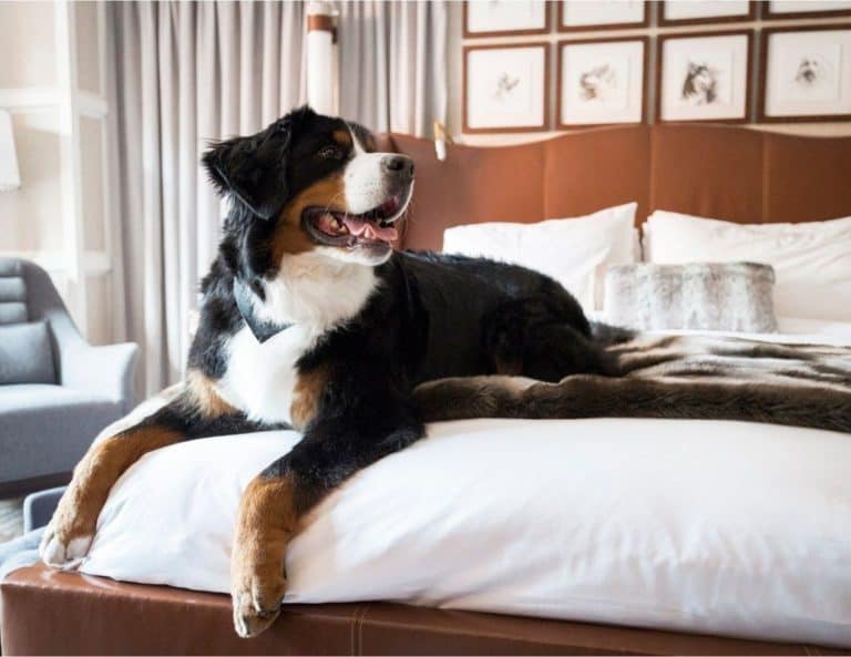 What Can A Hotel Do About A Barking Dog?